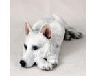 German Shepherd Figurine, White (MyDog)