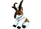 Pronghorn