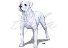 American Bulldog