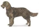 American Water Spaniel