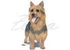 Australian Terrier