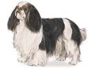 English Toy Spaniel