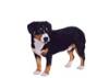 Entlebucher Mountain Dog