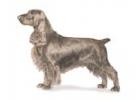 Field Spaniel