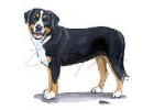 Greater Swiss Mountain Dog