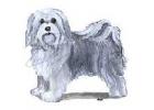 Havanese