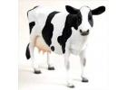 Farm Animals Farm Animals