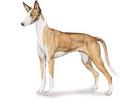 Ibizan Hound