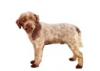 Lagotto Romagnolo