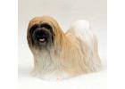 Lhasa Apso