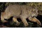Lynx