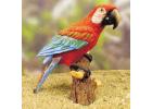 Macaw