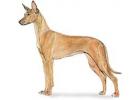 Pharaoh Hound