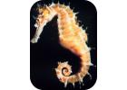 Seahorse