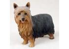 Silky Terrier