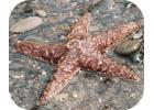 Starfish