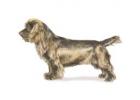 Sussex Spaniel