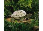 Tortoise