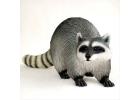 Raccoon