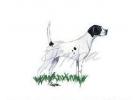 English Pointer