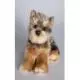 Yorkshire Terrier Plush Yorkie (Yettie) 12 Inches by Douglas