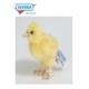 Chick (Hen) Plush Stuffed Bird 5 Inches by Hansa