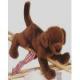 Labrador Retriever Chocolate Plush (Cocoa) 16 Inches by Douglas