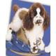 Springer Spaniel Plush Stuffed Dog (Ogilvy) 16 Inches by Douglas