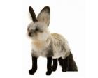 South African Fox (Bat-Eared) Plush Stuffed 17 Inches by Hansa