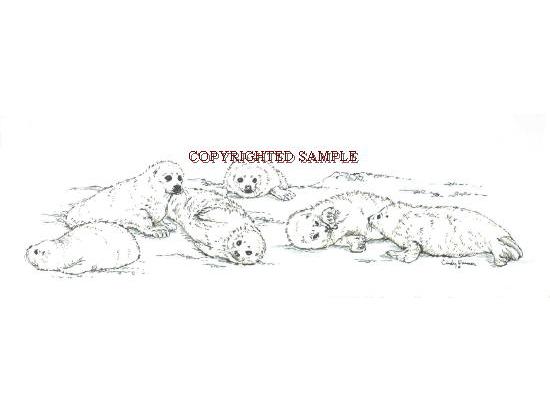 harp seal pups drawing by cindy farmer