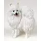 American Eskimo Figurine (Miniature)