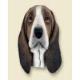 Basset Hound Doogie Head