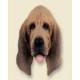 Bloodhound Doogie Head