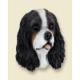 Cavalier King Charles Doogie Head, Black and White