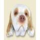 Clumber Spaniel Doogie Head