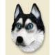 Siberian Husky Doogie Head, Black/White with Blue Eyes