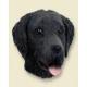 Flat-coated Retriever Doogie Head