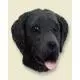Flat-coated Retriever Doogie Head