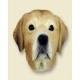 Labrador Retriever Doogie Head, Yellow