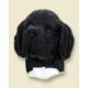 Landseer Doogie Head