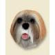 Lhasa Apso Doogie Head, Brown Puppycut