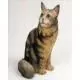 Maine Coon Cat Figurine, Brown