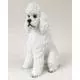 Poodle Figurine, White Sport Cut