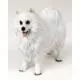 Samoyed Figurine