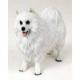 Samoyed Figurine