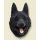 Schipperke Doogie Head