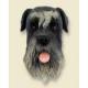 Schnauzer Doogie Head, Gray Uncropped