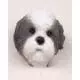 Shih Tzu Doogie Head, Gray Puppycut