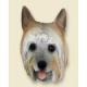 Silky Terrier Doogie Head