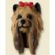 Yorkshire Terrier Doogie Head